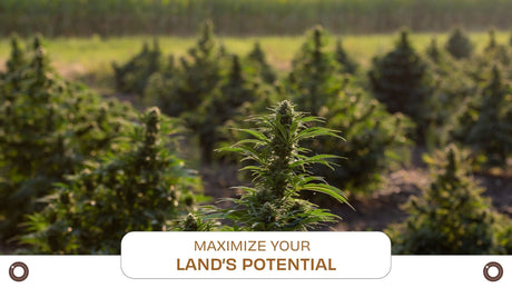 Best Practices for Planning Your Cultivation Scheme - Hemspot