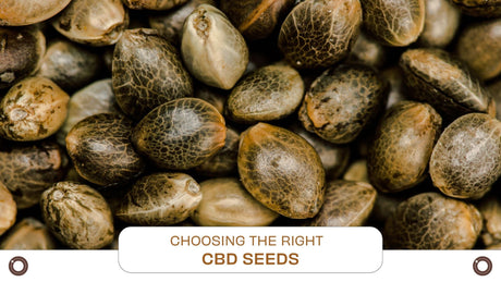 Choosing the Right CBD Seeds - Hemspot