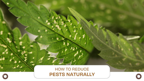 How to Reduce Pests Naturally: Regenerative Farming and IPM - Hemspot
