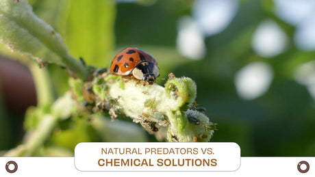 Natural Predators vs. Chemical Solutions: What’s Best for Your Hemp Crop? - Hemspot