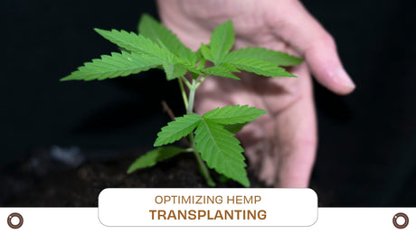 Optimizing Hemp Germination and Transplanting for Maximum Yield - Hemspot
