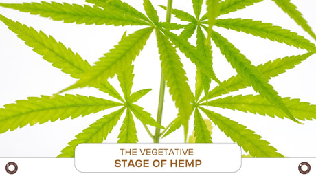 The Vegetative Stage of Hemp: Week-by-Week Cultivation Guide - Hemspot