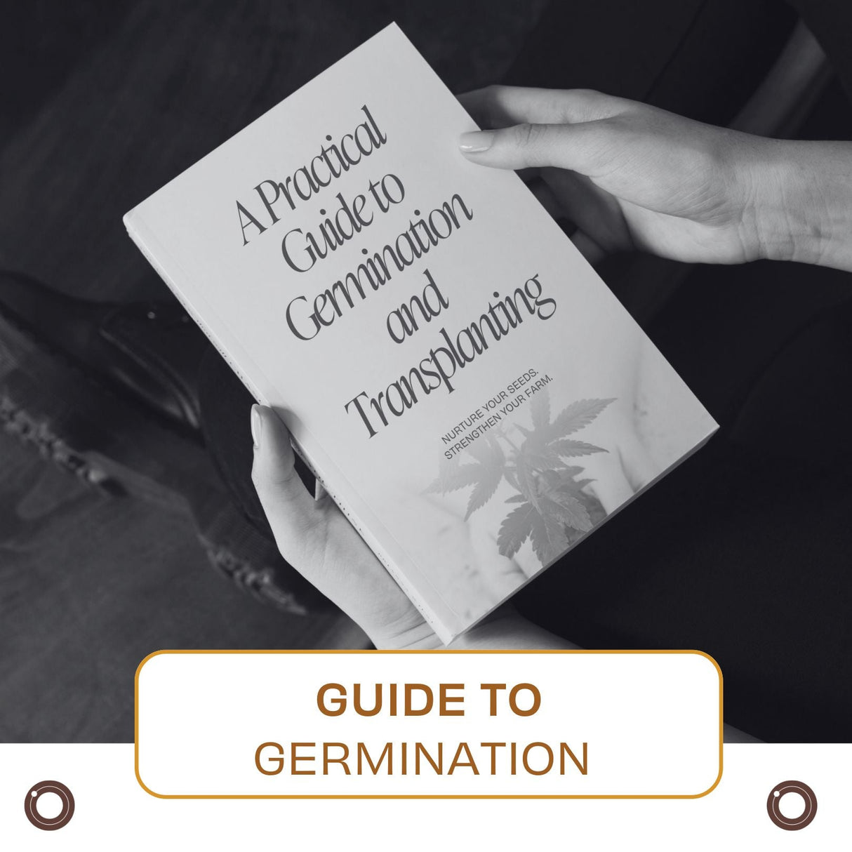 A Practical Guide to Germination & Transplanting – Hemspot® - Hemspot