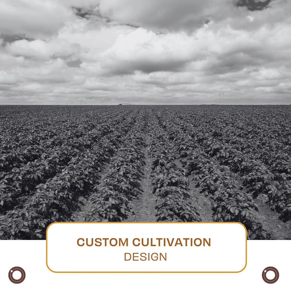 Custom Cultivation Design - Hemspot