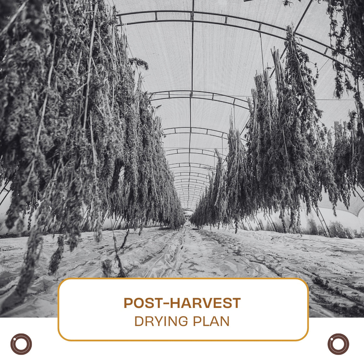 Post - Harvest Drying Plan - Hemspot