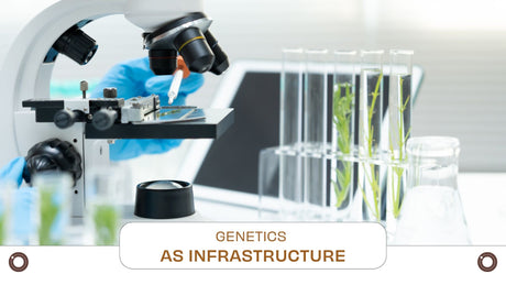 Genetics as Infrastructure: Controlling Yield Variability Before It Reaches the Field