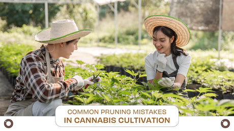 Common Pruning Mistakes in Cannabis Cultivation