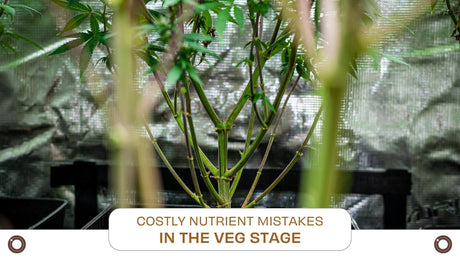 Costly Nutrient Mistakes in the Veg Stage (and How to Avoid Them)