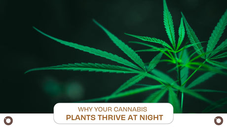 Why Your Cannabis Plants Thrive at Night