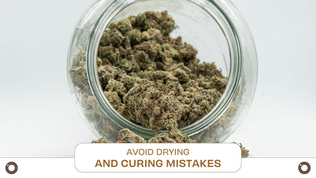 Avoid Drying and Curing Mistakes - Hemspot