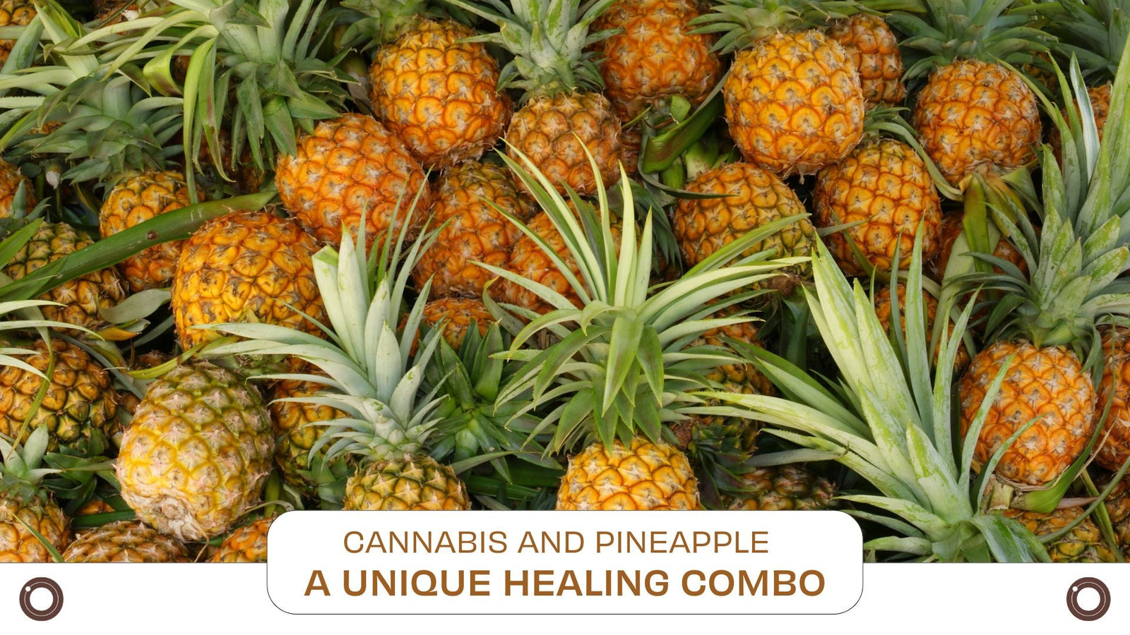 Cannabis and Pineapple: A Unique Healing Combo for CBD Products - Hemspot