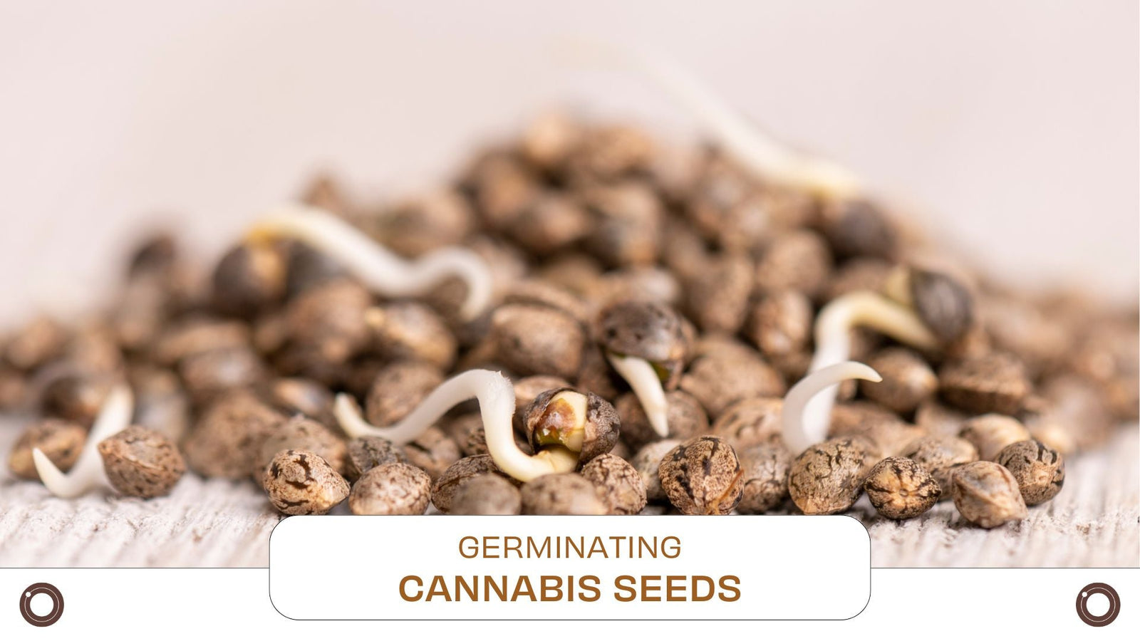 Germinating Cannabis Seeds - Hemspot