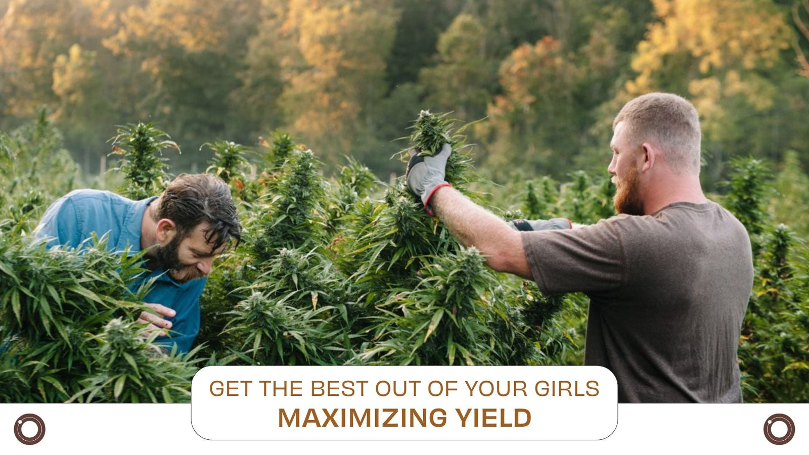 Get the Best Out of Your Girls: Maximizing Yield - Hemspot