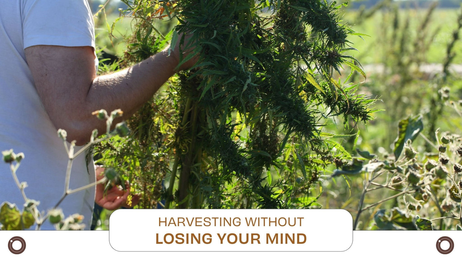 Harvesting Without Losing Your Mind - Hemspot