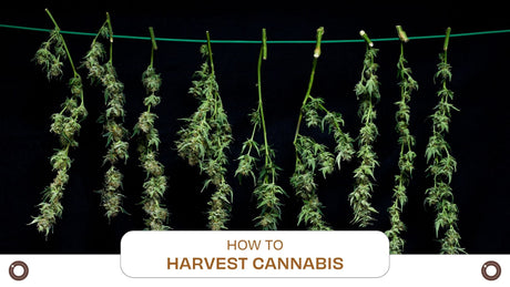 How to Harvest Cannabis - Hemspot