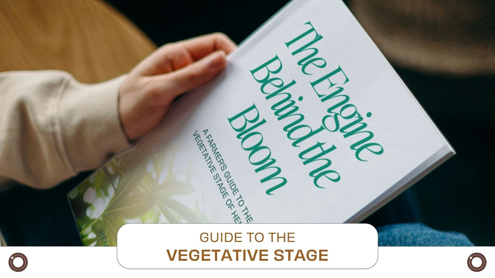 Master the Hemp Vegetative Stage: Download Hemspot's Free Guide - Hemspot
