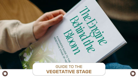 Master the Hemp Vegetative Stage: Download Hemspot's Free Guide - Hemspot