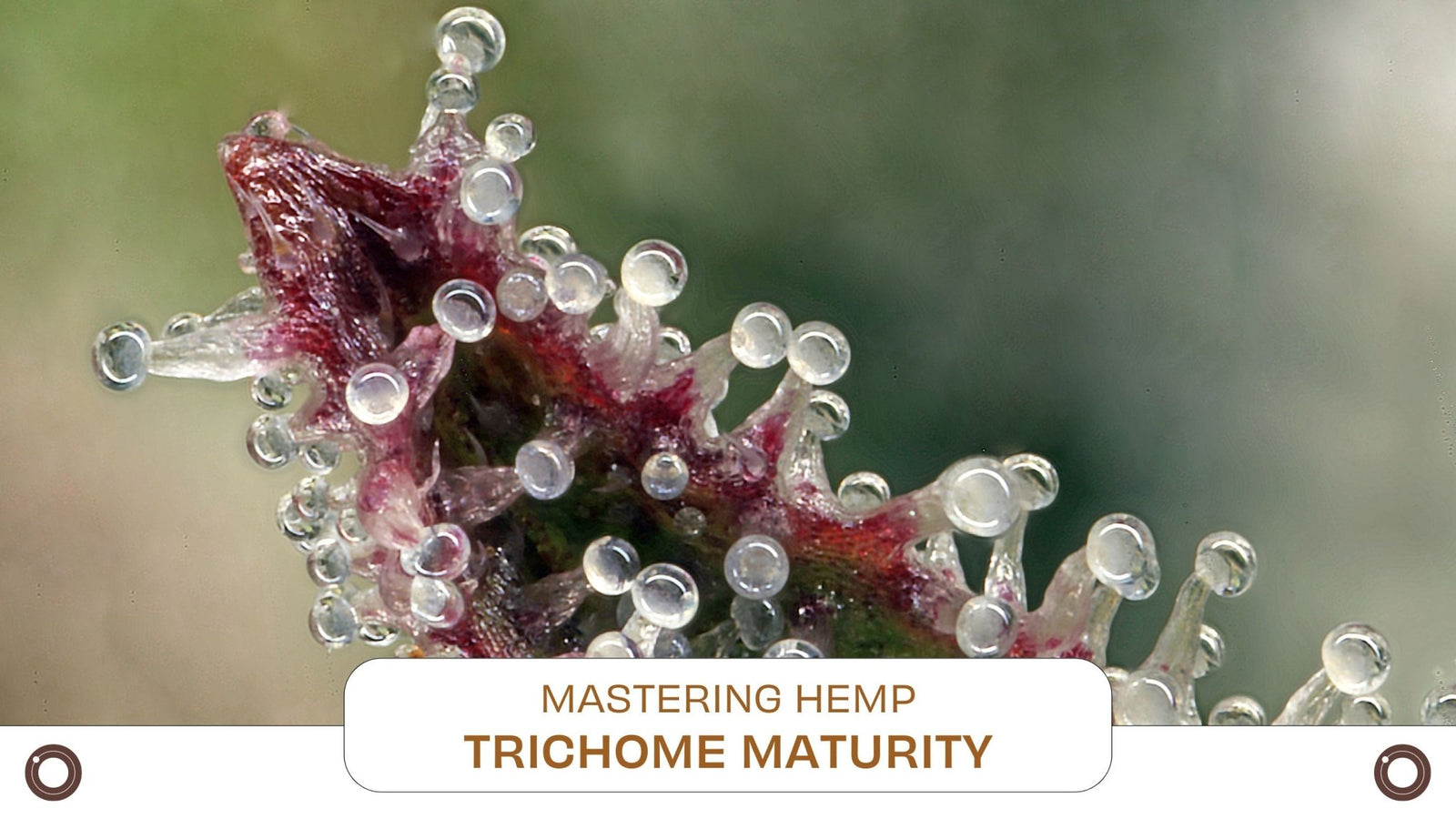 Mastering Hemp Trichome Maturity - Hemspot