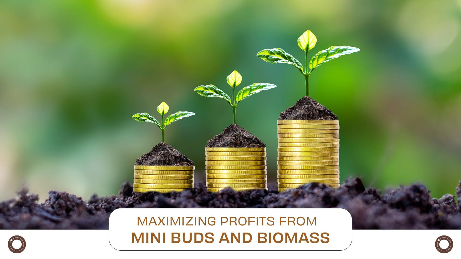 Maximizing Profits from Mini Buds and Biomass - Hemspot