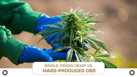 Single-Origin Hemp vs. Mass-Produced CBD - Hemspot