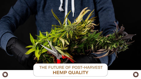 UV-C Light: The Future of Post-Harvest Hemp Quality - Hemspot