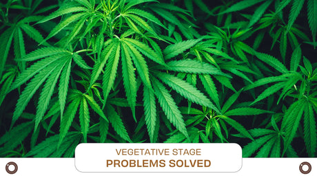 Vegetative Stage Problems Solved - Hemspot