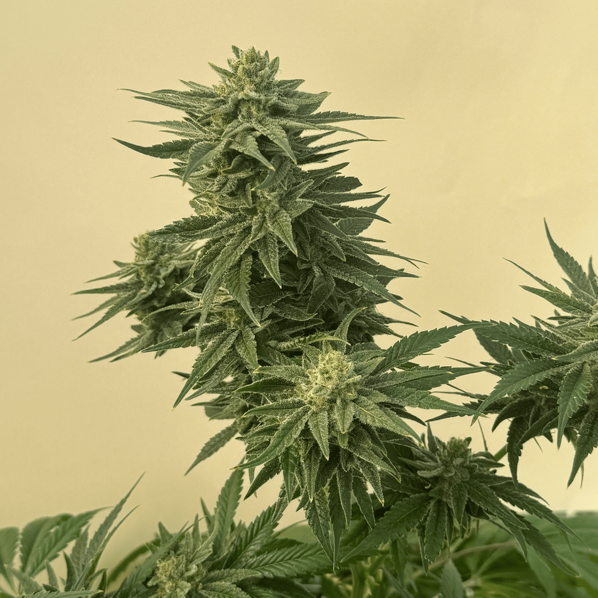 Caramelo CBD Seeds - Hemspot