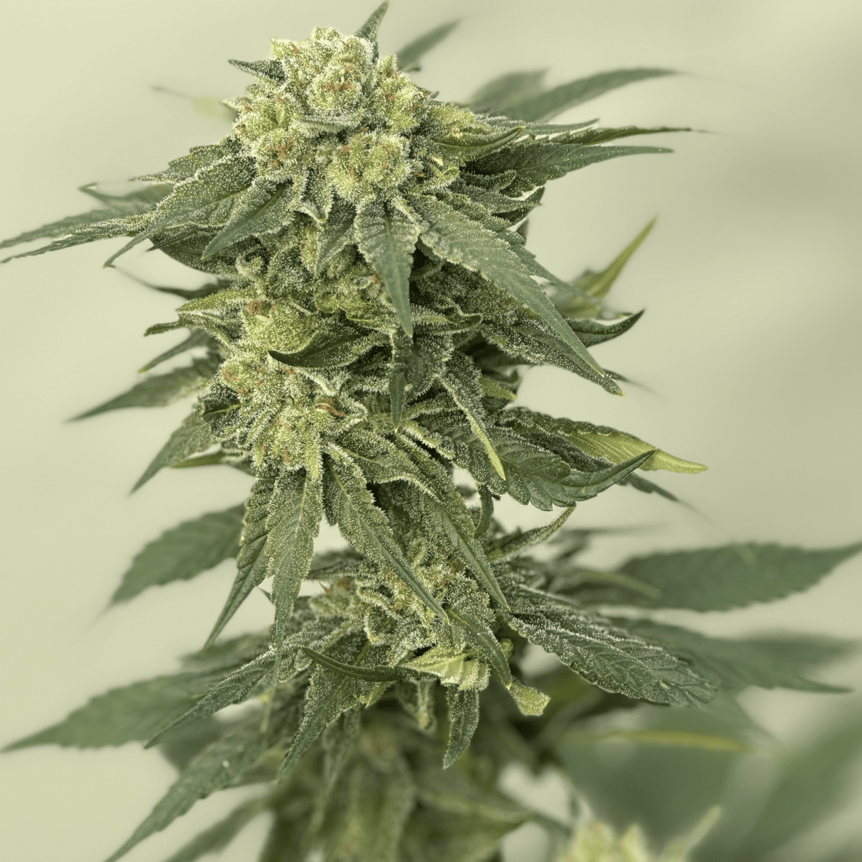 Golden Fruit CBD Seeds - Hemspot