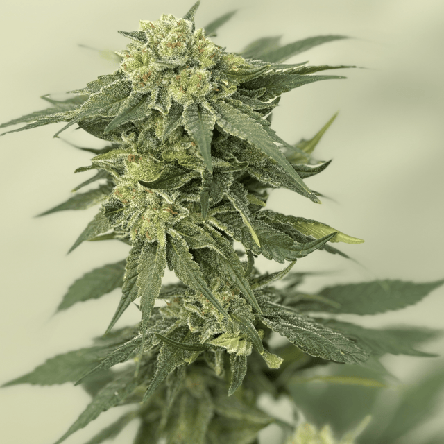 Golden Fruit CBD Seeds - Hemspot