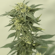 Golden Fruit XXL CBD Seeds - Hemspot