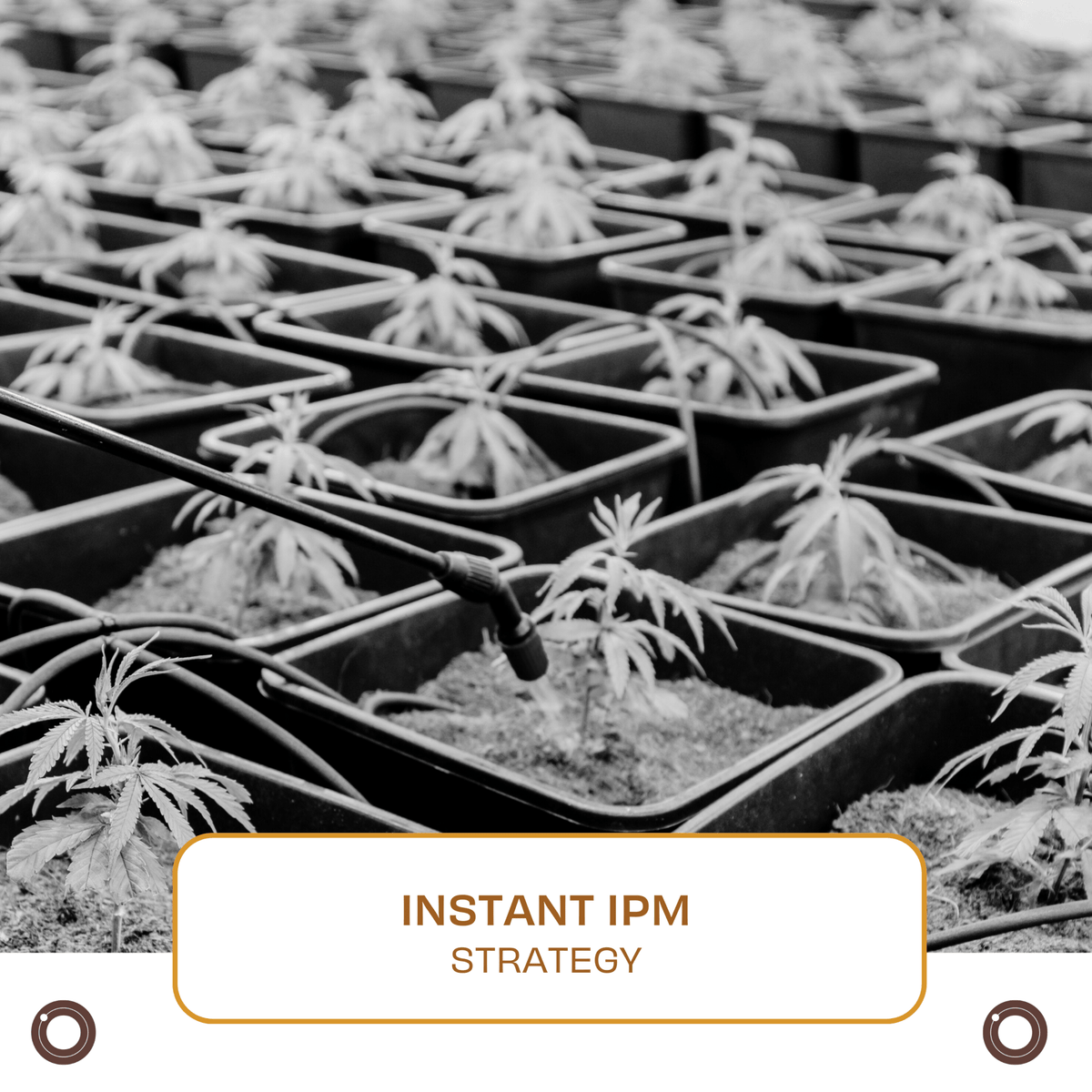 Instant IPM Strategy – Hemspot
