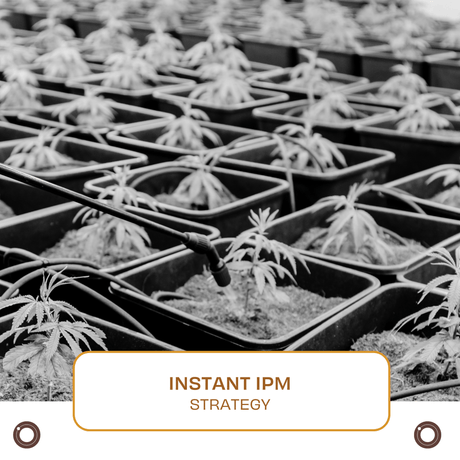 Instant IPM Strategy - Hemspot