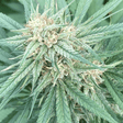 Lemon Buddha Seeds - Hemspot