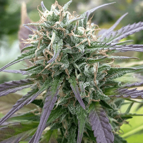 Orange Buddha S5 Seeds - Hemspot