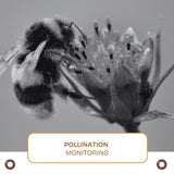 Pollination Monitoring - Hemspot