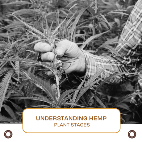 Understanding Hemp Plant Stages - Hemspot